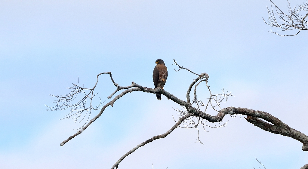 Wegebussard (Roadside hawk, Rupornis magnirostris)