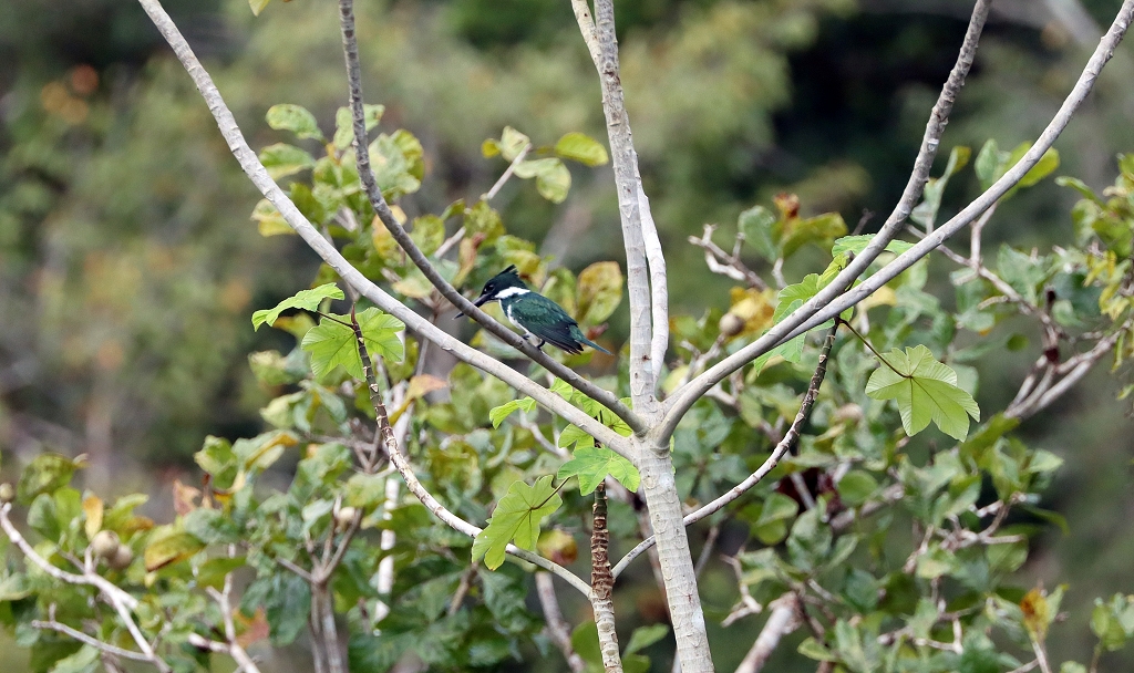 Amazonasfischer (Amazon kingfisher, Chloroceryle amazona)