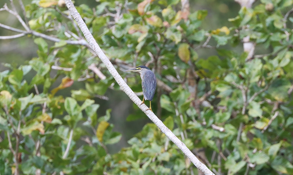 Nachtreiher (Black-crowned night heron, Nycticorax nycticorax)