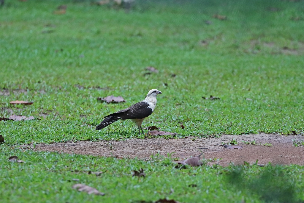 Gelbkopfkarakara (Yellow-headed caracara, Milvago chimachima)