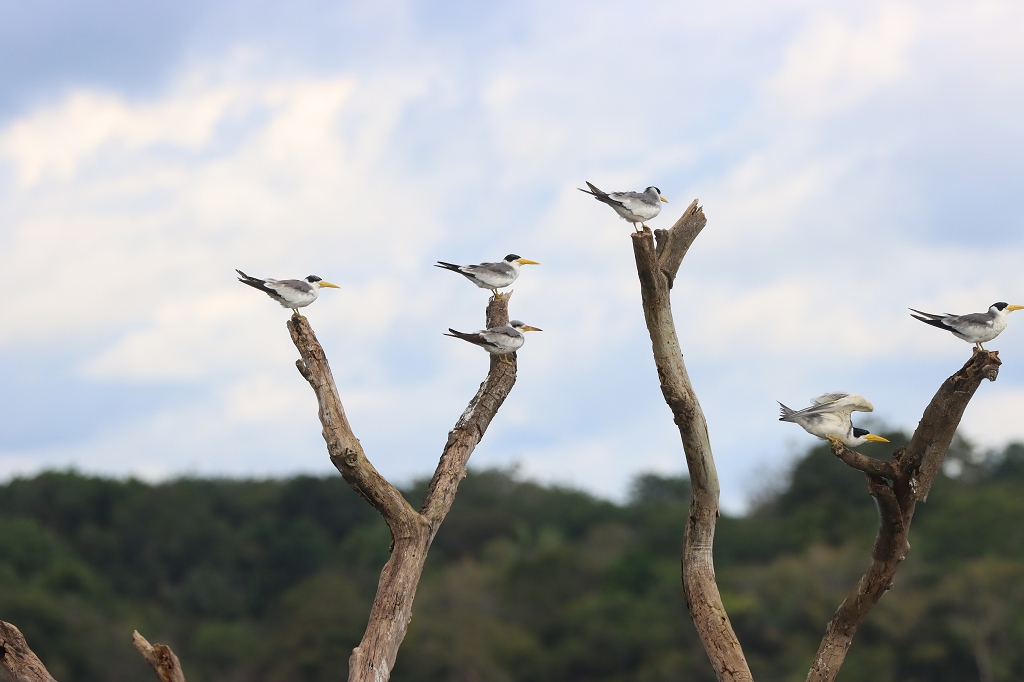 Großschnabel-Seeschwalben (Large-billed tern, Phaetusa simplex)