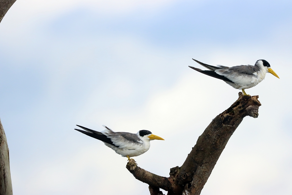 Großschnabel-Seeschwalben (Large-billed tern, Phaetusa simplex)