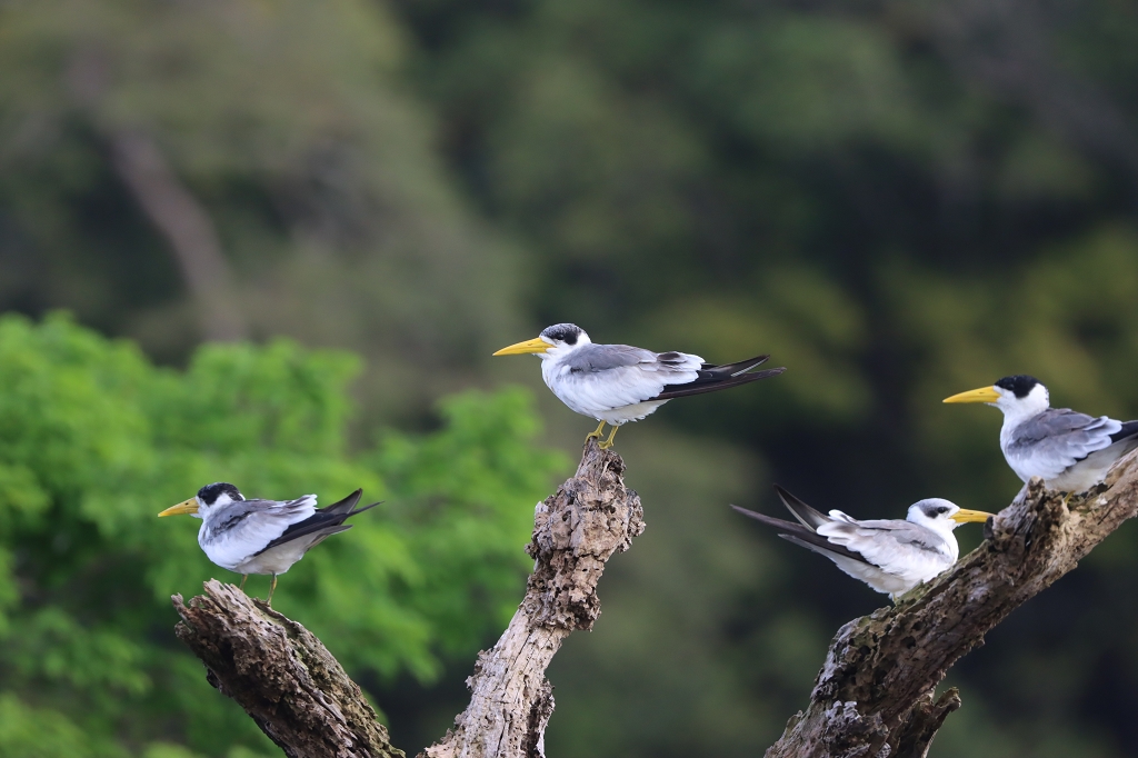 Großschnabel-Seeschwalben (Large-billed tern, Phaetusa simplex)