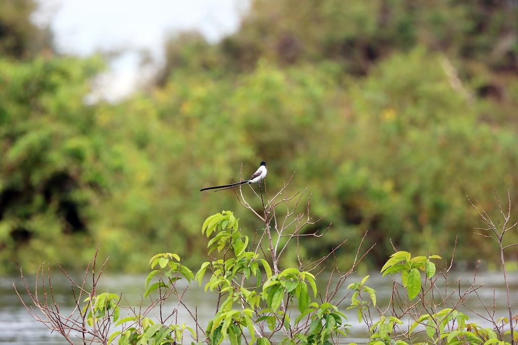 Gabelschwanz-Königstyrann (Fork-tailed flycatcher, Tyrannus savana)