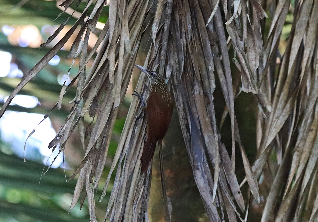 Fahlkehl-Baumsteiger (Buff-throated Woodcreeper, Xiphorhynchus guttatus)