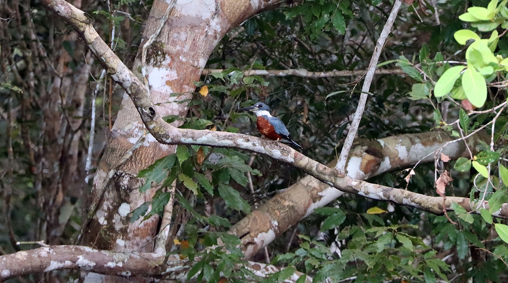 Rotbrustfischer (Ringed kingfisher, Megaceryle torquata)