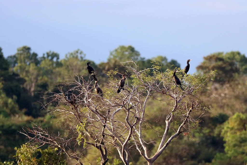 Biguascharben (Neotropic cormorant, Nannopterum brasilianum)