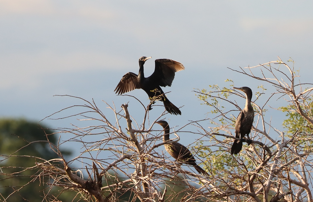 Biguascharben (Neotropic cormorant, Nannopterum brasilianum)