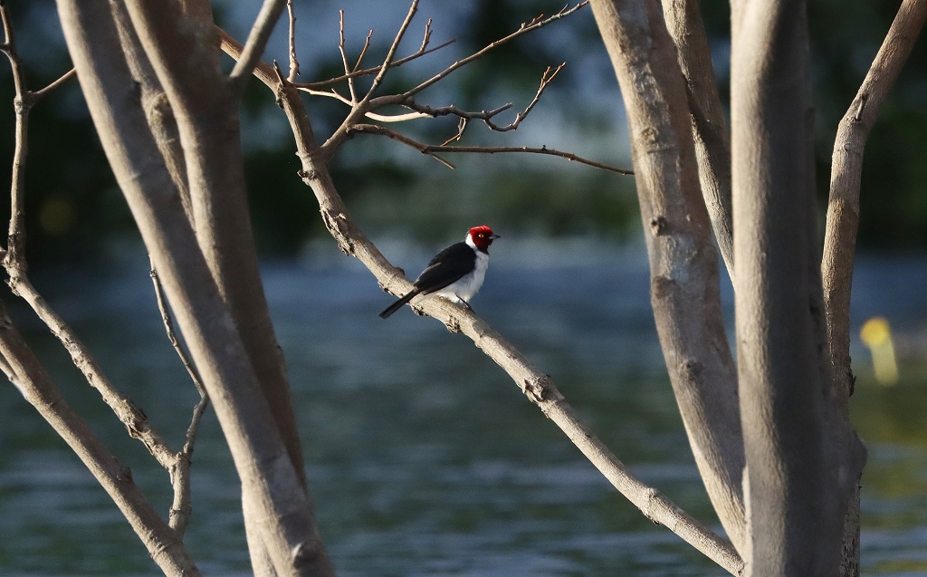 Schwarzkehltangare (Red-capped cardinal, Paroaria gularis)