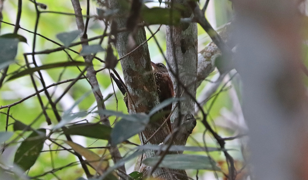 Fahlkehl-Baumsteiger (Buff-throated woodcreeper, Xiphorhynchus guttatus)