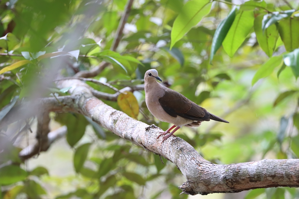 Rotachseltaube (Grey-fronted dove, Leptotila rufaxilla)