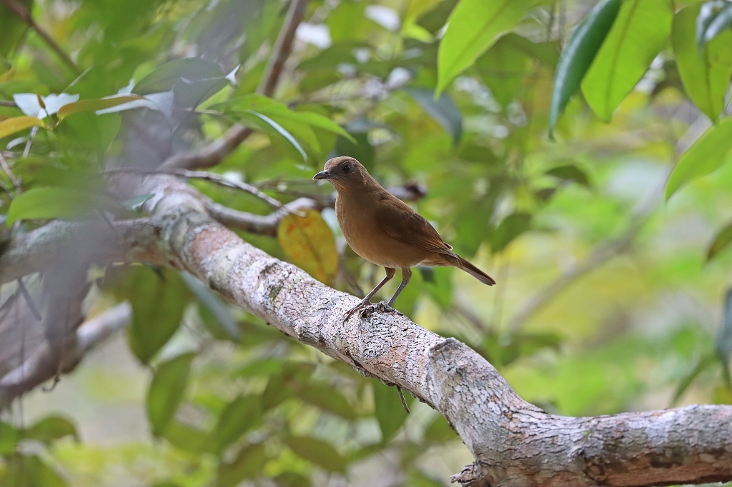 Hauxwelldrossel (Hauxwell's thrush, Turdus hauxwelli)