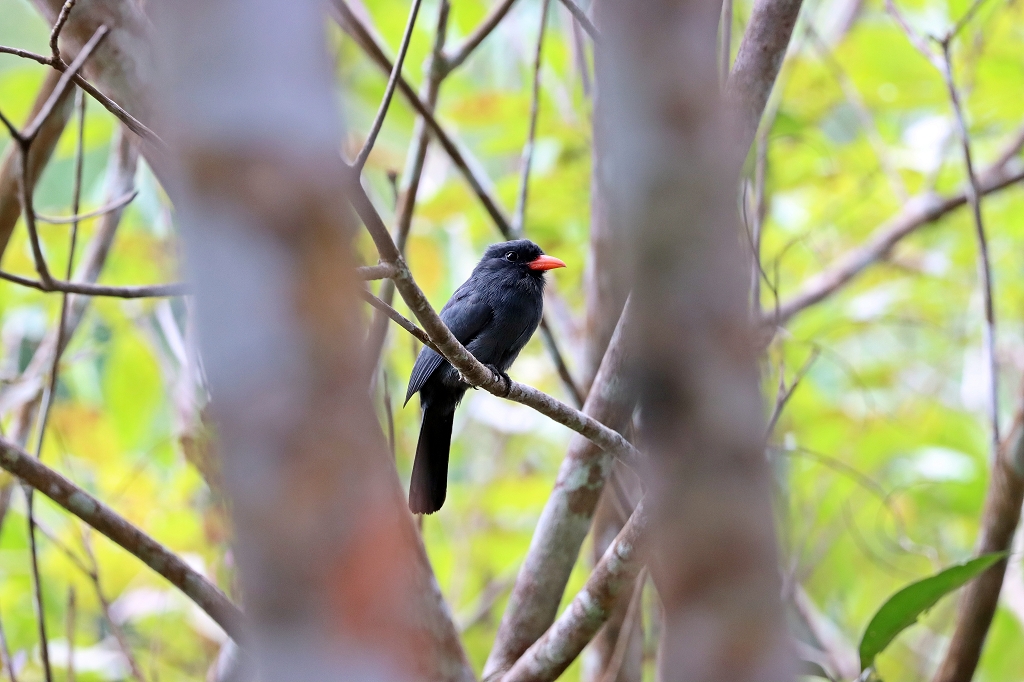 Schwarzstirn-Faulvogel (Black-fronted nunbird, Monasa nigrifrons)