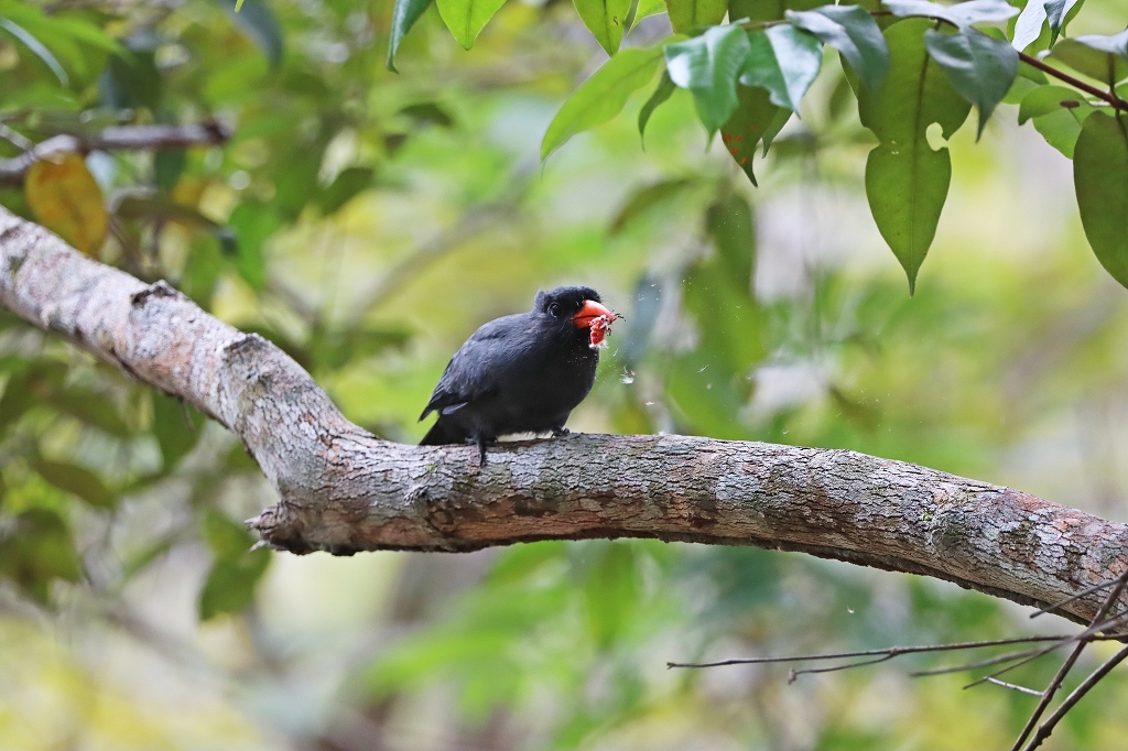 Schwarzstirn-Faulvogel (Black-fronted nunbird, Monasa nigrifrons)