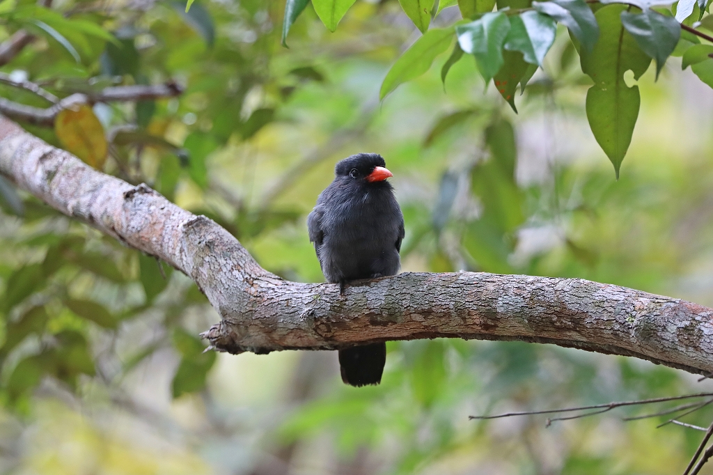 Schwarzstirn-Faulvogel (Black-fronted nunbird, Monasa nigrifrons)