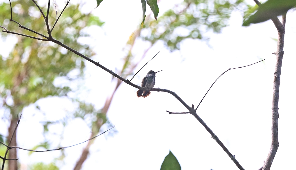 Glitzerkehlamarante (Glittering-throated emerald, Amazilia fimbriata)