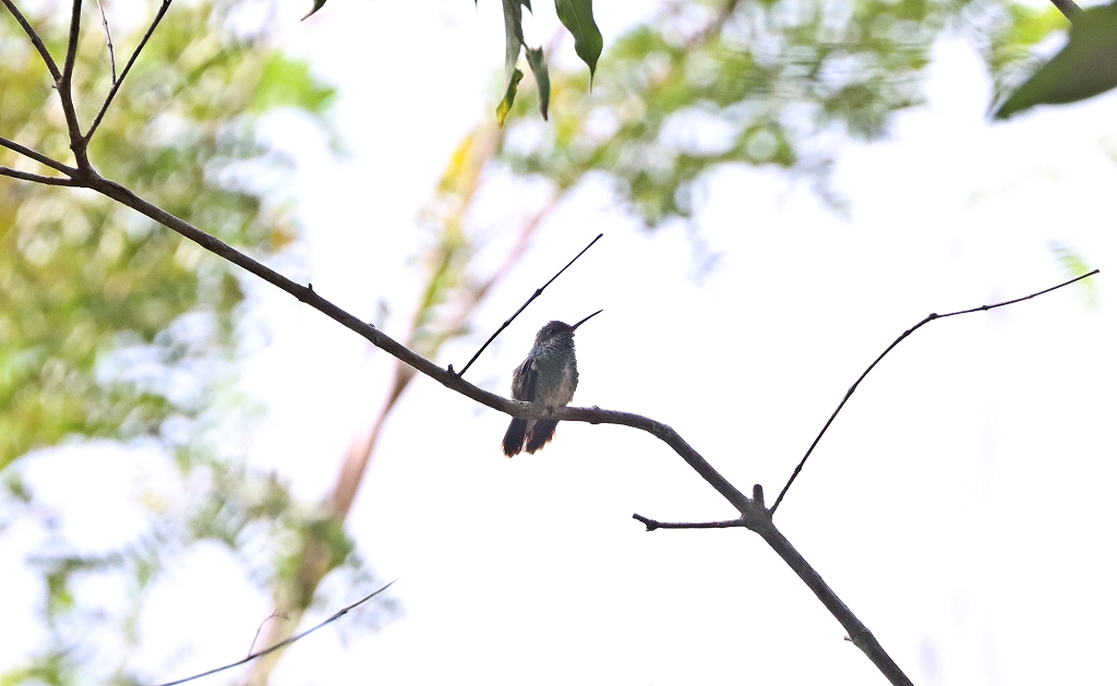 Glitzerkehlamarante (Glittering-throated emerald, Amazilia fimbriata)