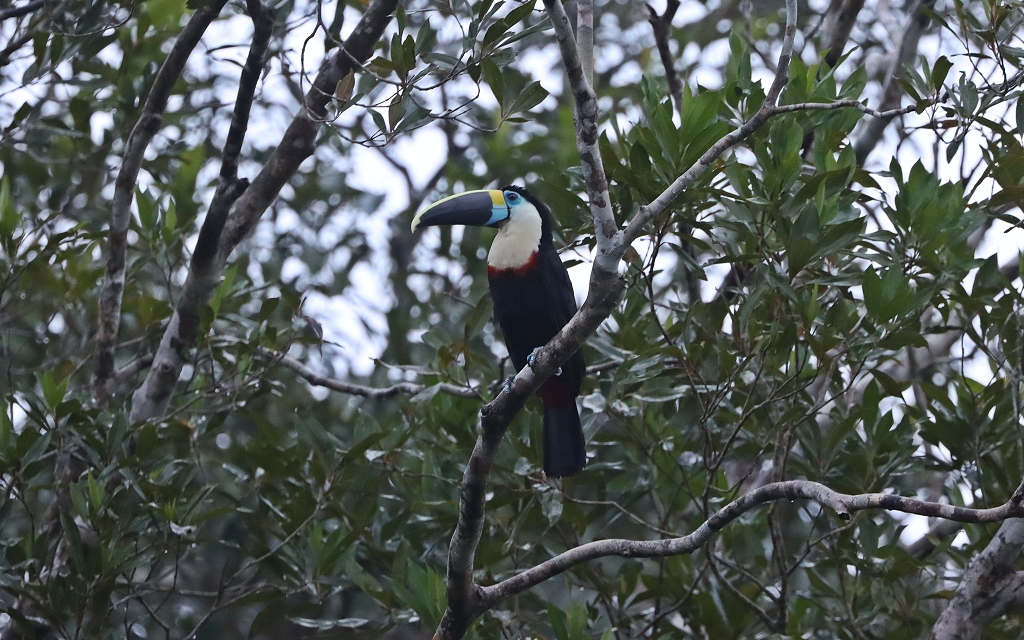 Weißbrusttukan (White-throated toucan, Ramphastos tucanus)