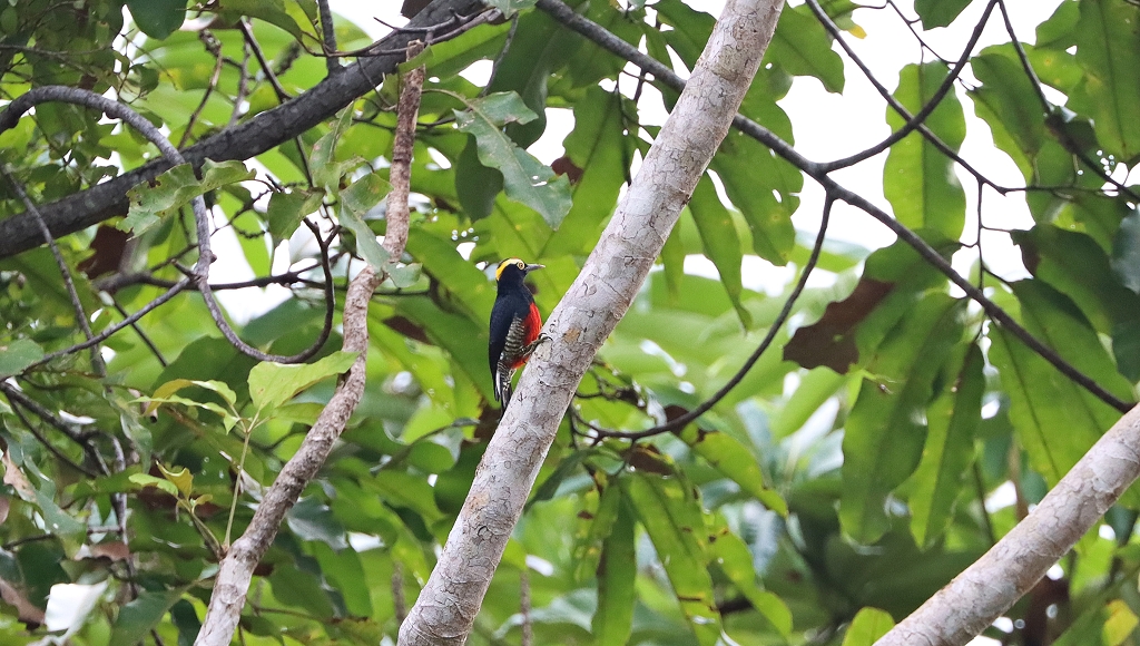 Gelbbrauenspecht (Yellow-tufted Woodpecker, Melanerpes cruentatus)