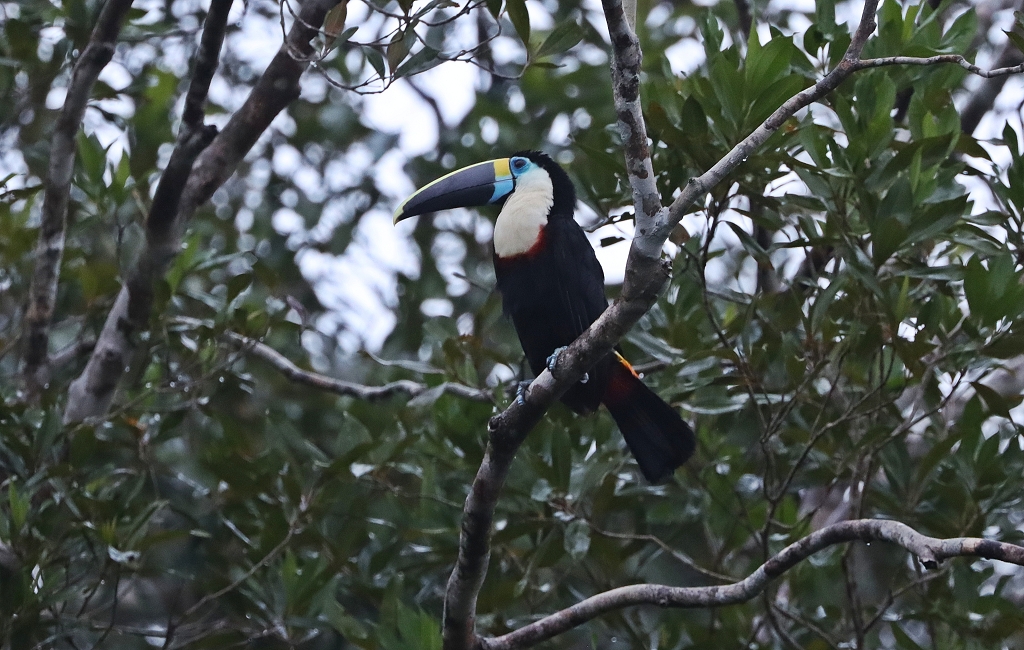 Weißbrusttukan (White-throated toucan, Ramphastos tucanus)