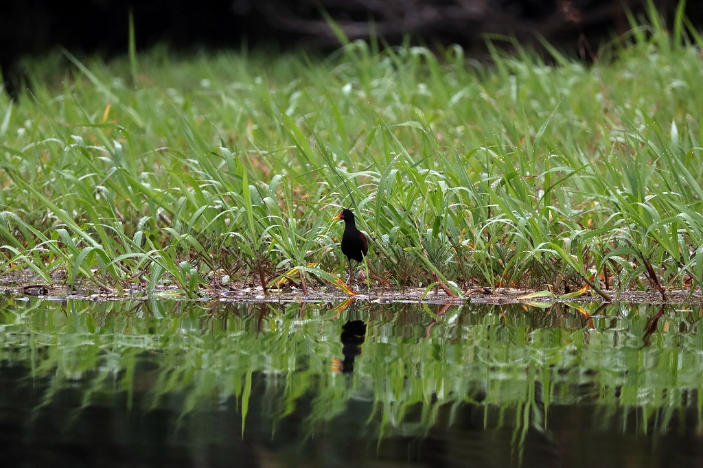 Rotstirn-Blatthühnchen (Wattled jacana, Jacana jacana)