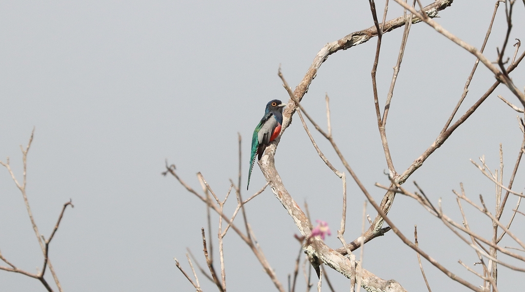 männlicher Blauscheiteltrogon (Blue-crowned trogon, Trogon curucui)