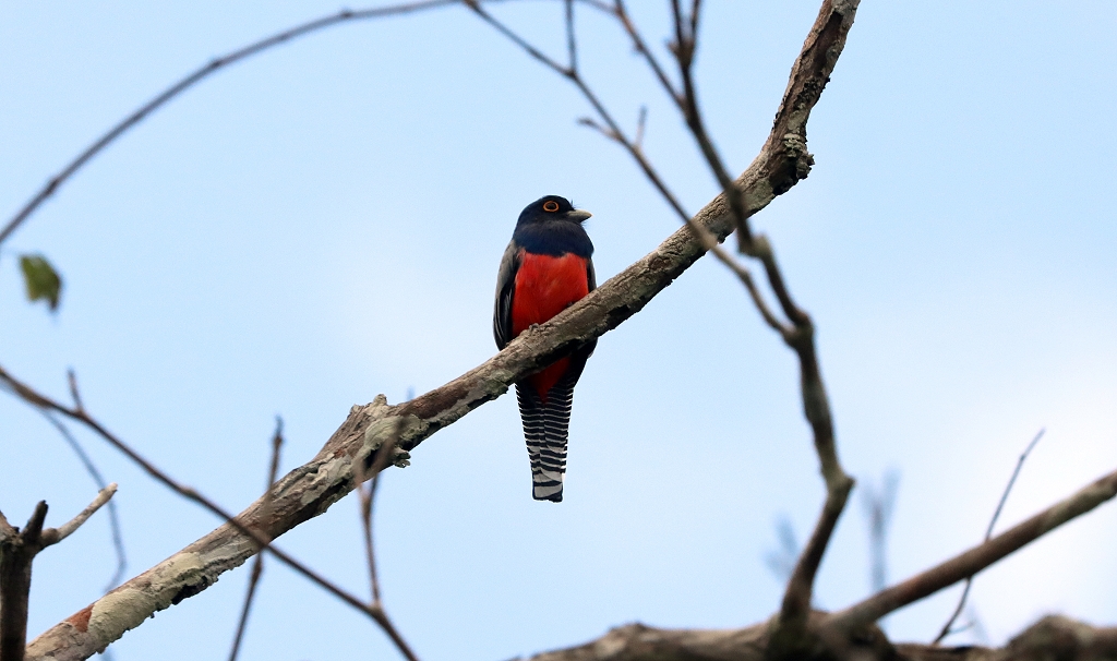 weiblicher Blauscheiteltrogon (Blue-crowned trogon, Trogon curucui)