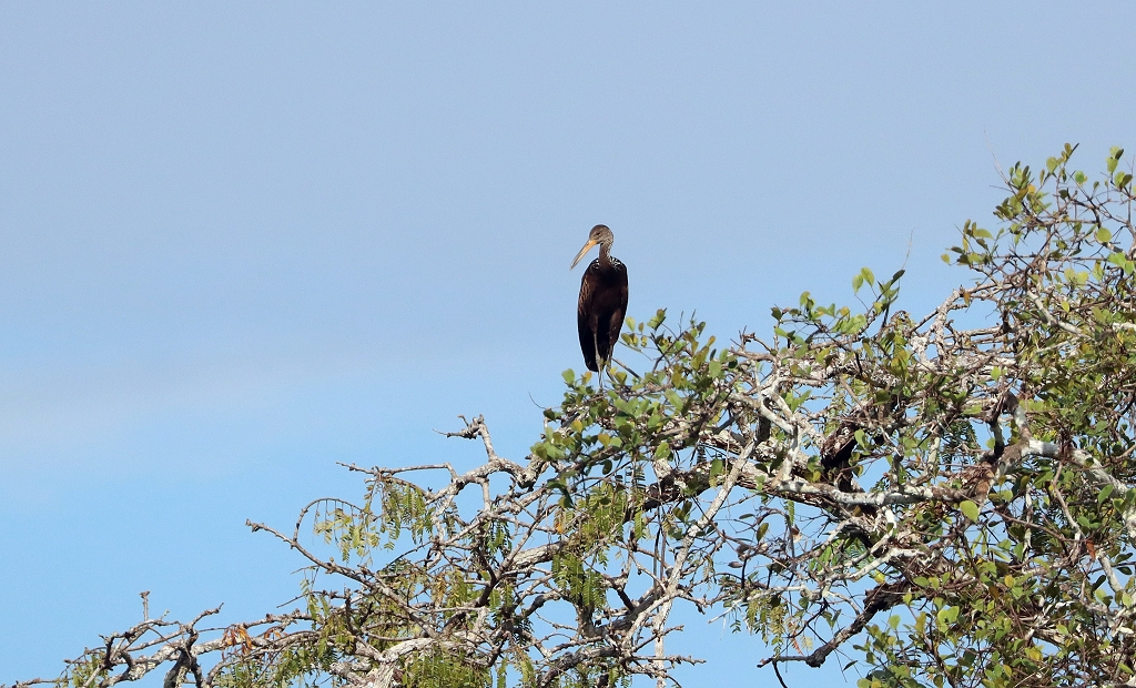 Rallenkranich (Limpkin, Aramus guarauna)