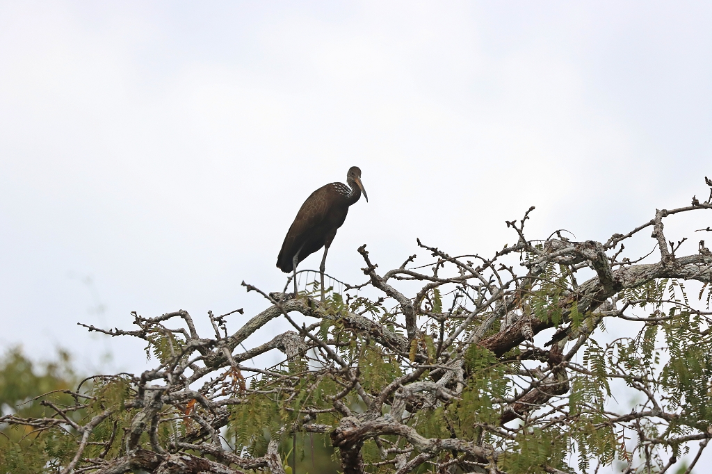 Rallenkranich (Limpkin, Aramus guarauna)