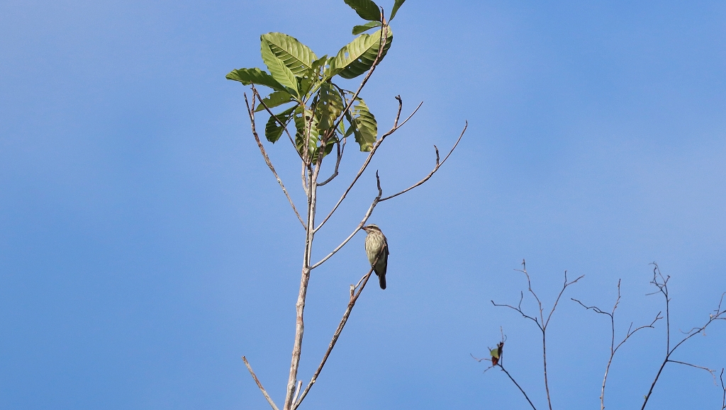 Fleckenmaskentyrann (Streaked flycatcher, Myiodynastes maculatus)