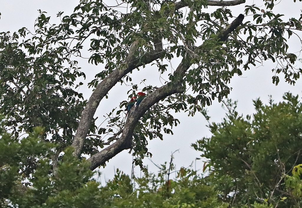 Grünflügelara-Pärchen (dunkelrote Aras; Red-and-green macaw or green-winged macaw, Ara chloropterus)