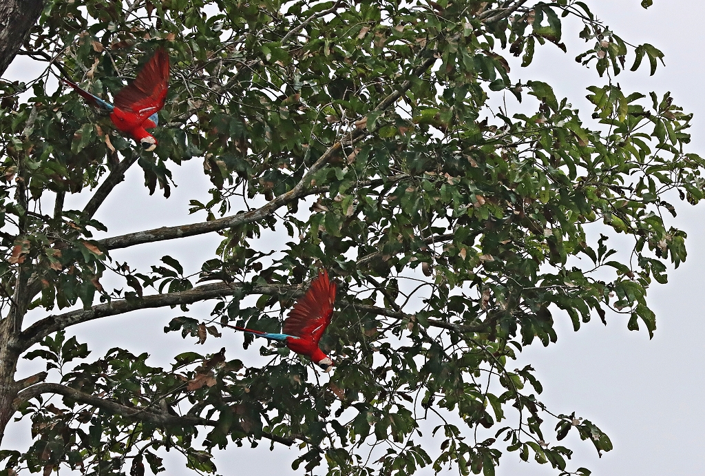 Grünflügelara-Pärchen (dunkelrote Aras; Red-and-green macaw or green-winged macaw, Ara chloropterus)