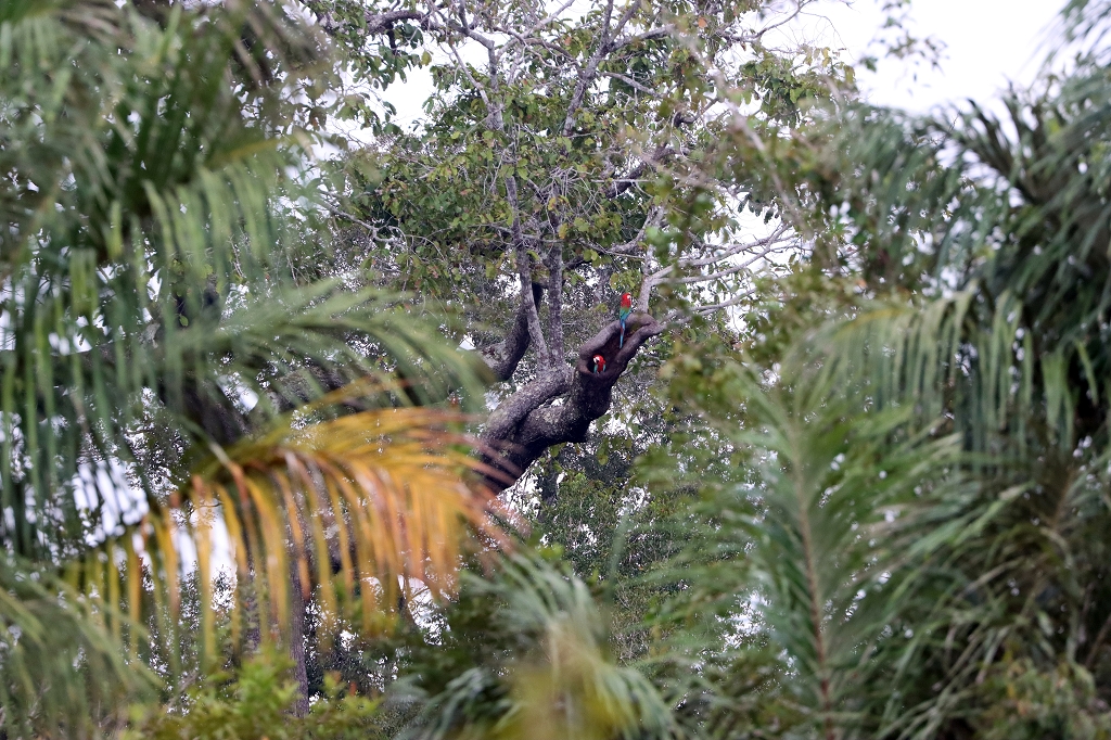 Ein weiteres Grünflügelara-Pärchen (dunkelrote Aras; Red-and-green macaw or green-winged macaw, Ara chloropterus)