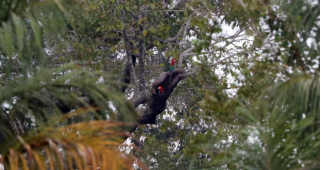 Ein weiteres Grünflügelara-Pärchen (dunkelrote Aras; Red-and-green macaw or green-winged macaw, Ara chloropterus)