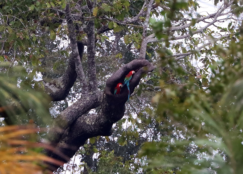 Ein weiteres Grünflügelara-Pärchen (dunkelrote Aras; Red-and-green macaw or green-winged macaw, Ara chloropterus)