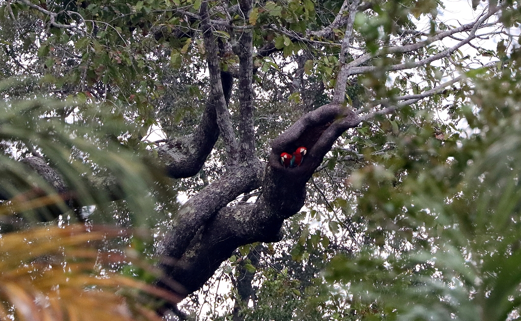 Ein weiteres Grünflügelara-Pärchen (dunkelrote Aras; Red-and-green macaw or green-winged macaw, Ara chloropterus)