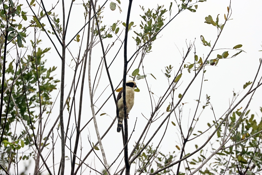 Lachfalke (Laughing Falcon, Herpetotheres cachinnans)