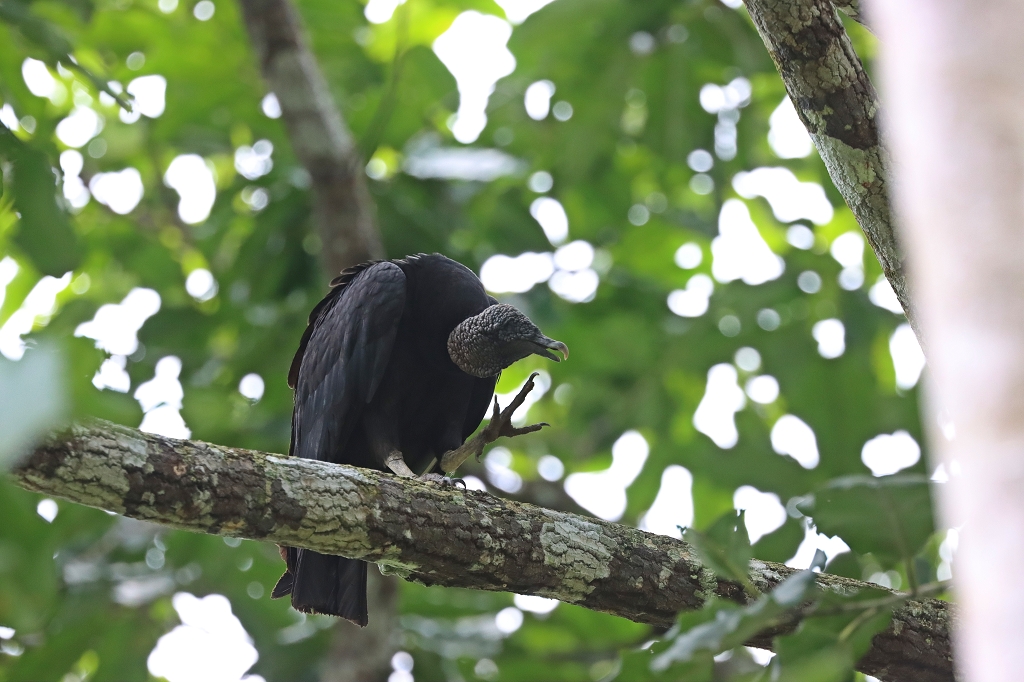 Rabengeier (Black vulture, Coragyps atratus)
