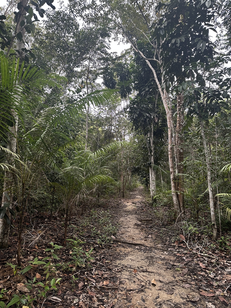 Eco Trilha (Öko-Pfad) an der Amazon Turtle Lodge