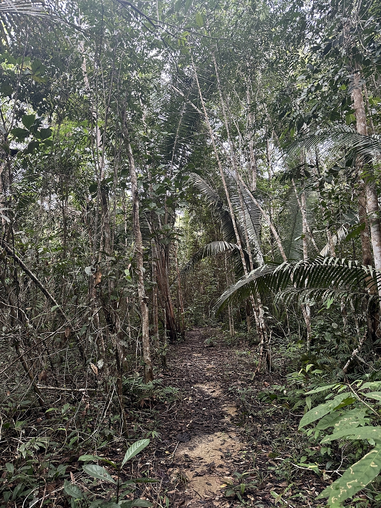 Eco Trilha (Öko-Pfad) an der Amazon Turtle Lodge