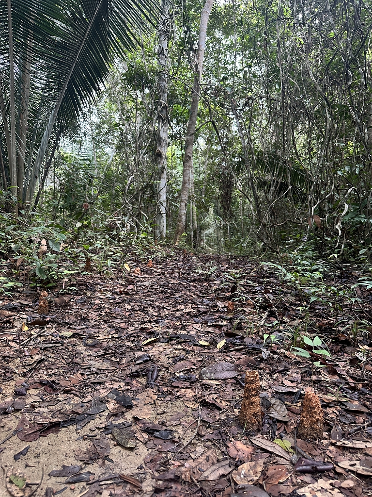 Eco Trilha (Öko-Pfad) an der Amazon Turtle Lodge