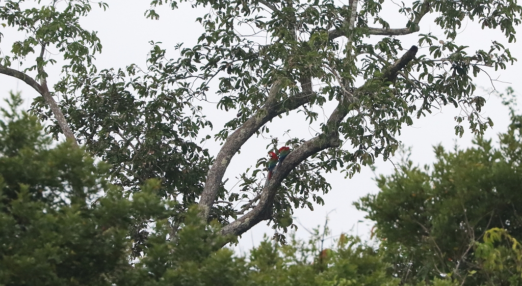 Grünflügelara-Pärchen (dunkelrote Aras; Red-and-green macaw or green-winged macaw, Ara chloropterus)