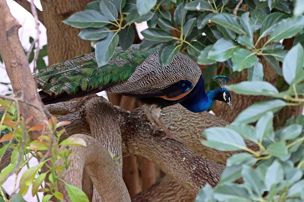 Blauer Pfau (Indian peafowl or common peafowl, Pavo cristatus) im Brasilia Palace Hotel