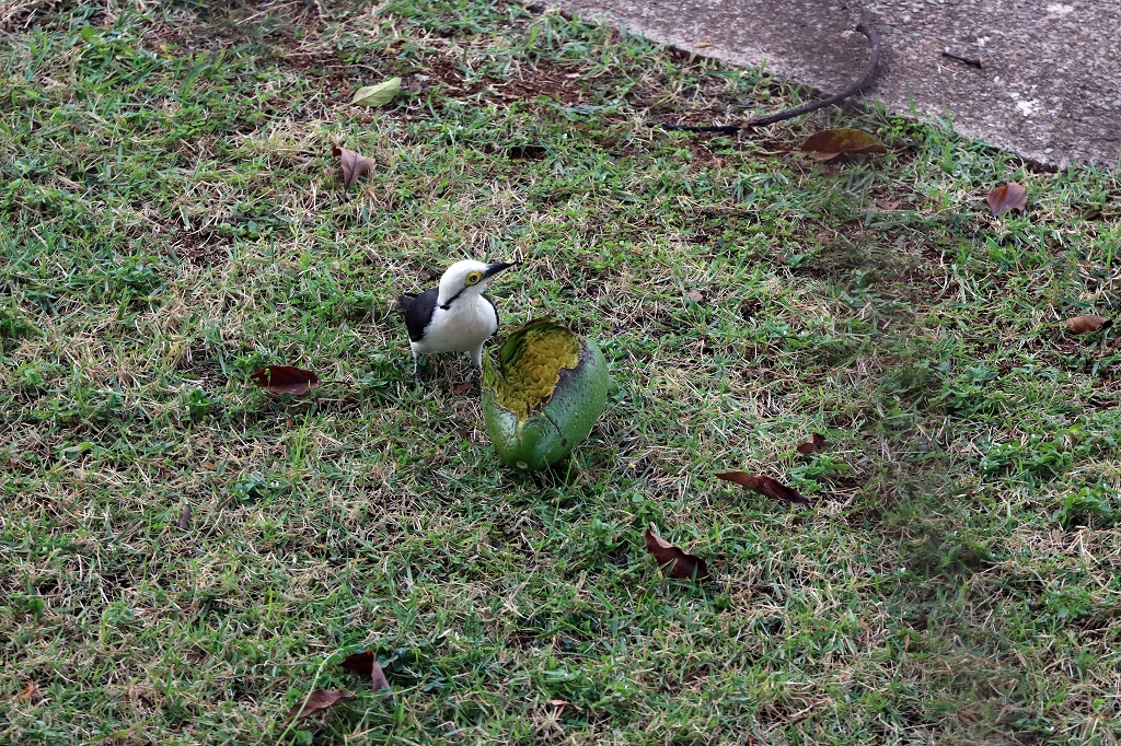 Weißspecht (White Woodpecker, Melanerpes candidus)