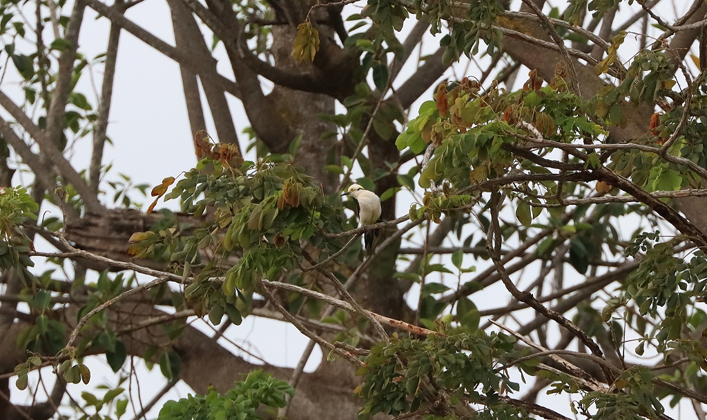 Weißspecht (White Woodpecker, Melanerpes candidus) im Brasilia Palace Hotel