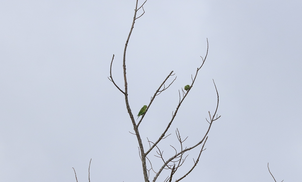 Gelbflügelsittiche (Yellow-chevroned parakeet, Brotogeris chiriri) im Brasilia Palace Hotel