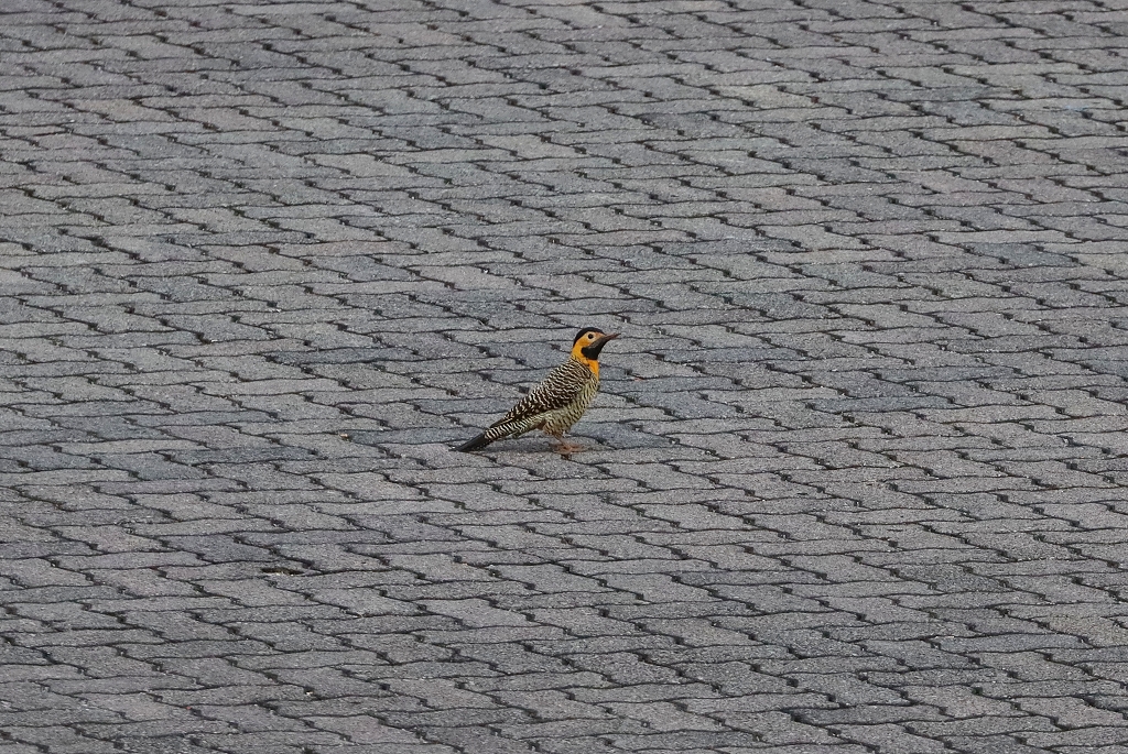 Feldspecht (Campo flicker, Colaptes campestris) im Brasilia Palace Hotel