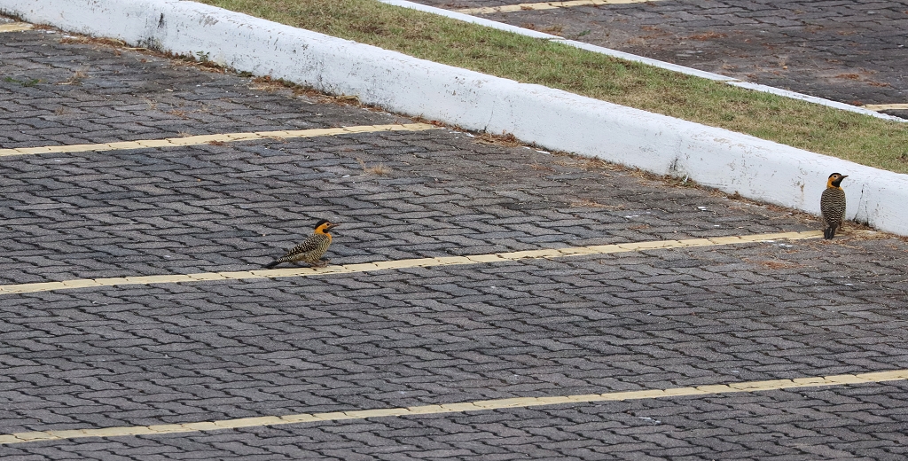 Feldspecht (Campo flicker, Colaptes campestris) im Brasilia Palace Hotel