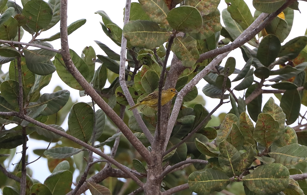 Safrangilbtangare (Saffron Finch, Sicalis flaveola)