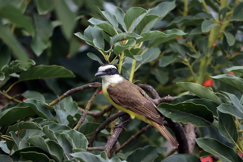 Schwefelmaskentyrann (Great kiskadee, Pitangus sulphuratus)